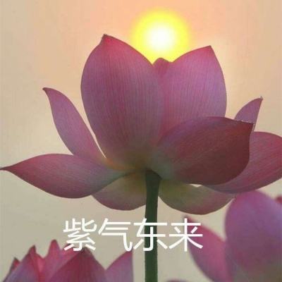 星梦芭蕾破解版下载